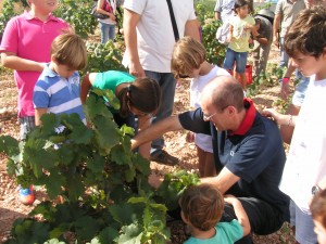 Bodegas Luzón celebra las V jornadas de Vendimia abierta Bodegas Luzón celebra las V jornadas de Vendimia abierta