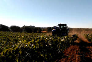 Viñas del Vero comienza la vendimia 2016 vinas del vero vendimia 2016