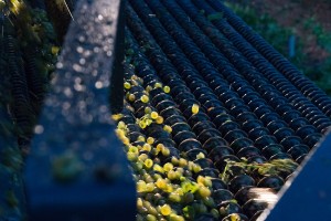 Ruta del Vino de Rueda infinidad de actividades especiales Ruta de Vino Rueda Vendimia 2016