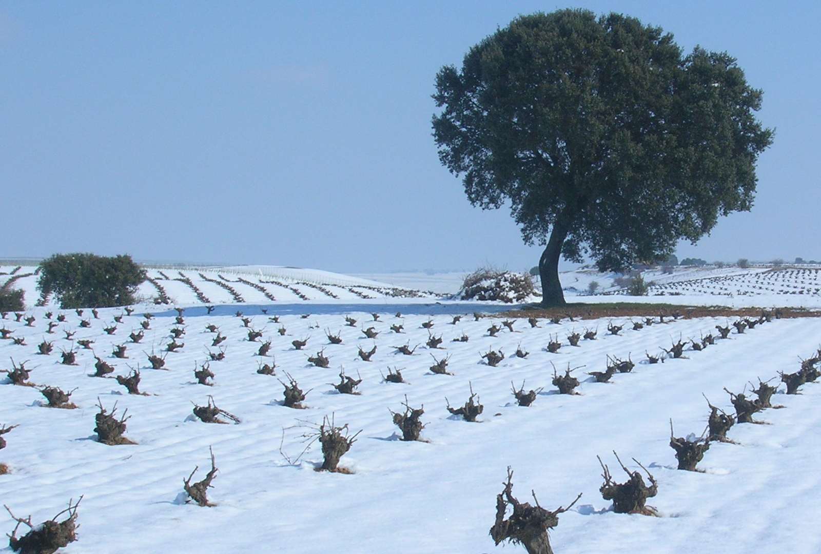 El espíritu navideño invade la Ruta del Vino de Rueda - VINOS DIFERENTES