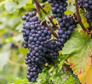Uva pinot noir Uva pinot noir