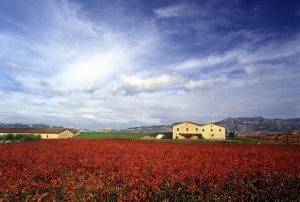 La Rioja Alta S.A. apuesta por la viticultura ecológica. Vino Rioja.