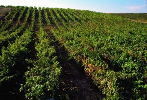 Viñedos de La Rioja Alta, S.A.