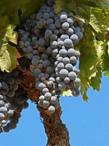 Racimo de uva garnacha del Priorat Racimo de uva garnacha del Priorat