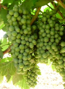 Uva verdejo