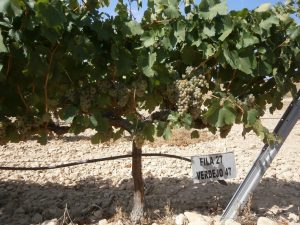 Vid de Verdejo. Viveros Monreal. Vid de Verdejo. Viveros Monreal.