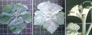 Hoja (haz y envés) y pámpano joven de la planta bobal. Hoja (haz y envés) y pámpano joven de la planta bobal.