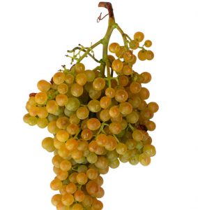 Racimo de uva malvasía. Racimo de uva malvasía.