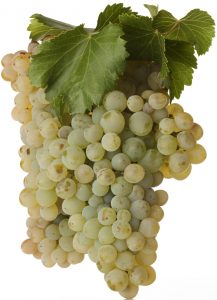 Uva Garnacha Blanca Uva Garnacha Blanca