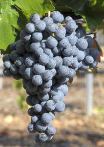 Uva Garnacha Tinta