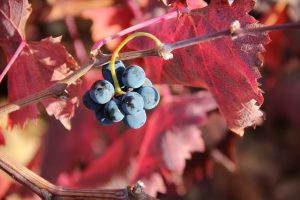 Uvas vendimiadas a mano