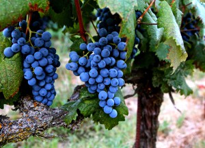 Planta Graciano Planta Graciano