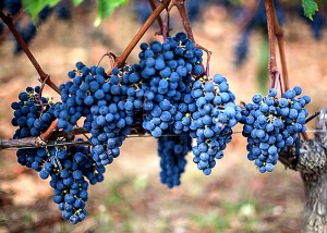 Racimo de uva merlot de la zona de Saint Emilion. Racimo de uva merlot de la zona de Saint Emilion.