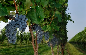 Variedad Merlot Variedad Merlot