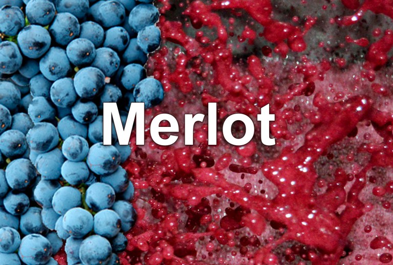 uva merlot