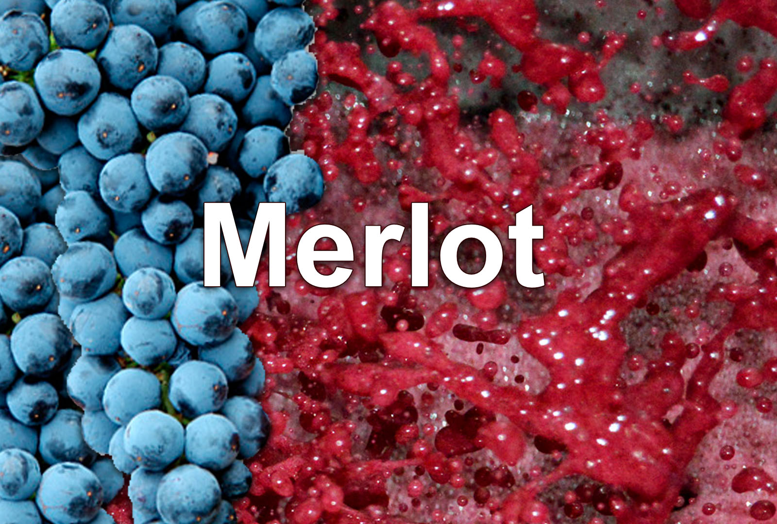 uva merlot