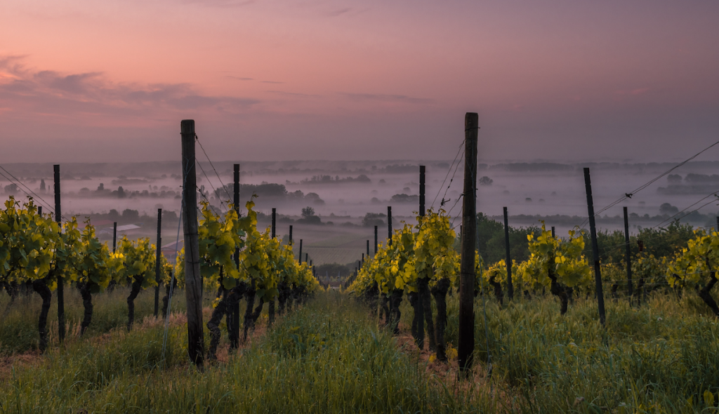 ¿Qué significa el término vinos enterrados? - Vinos Enterrados en España